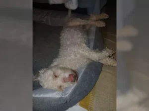 Hugo – Bild 11