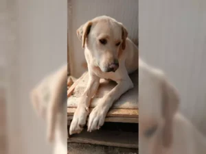 Buddy – Bild 1