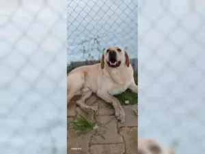 Buddy – Bild 3