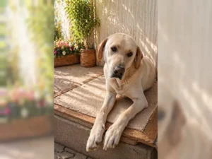 Buddy – Bild 5