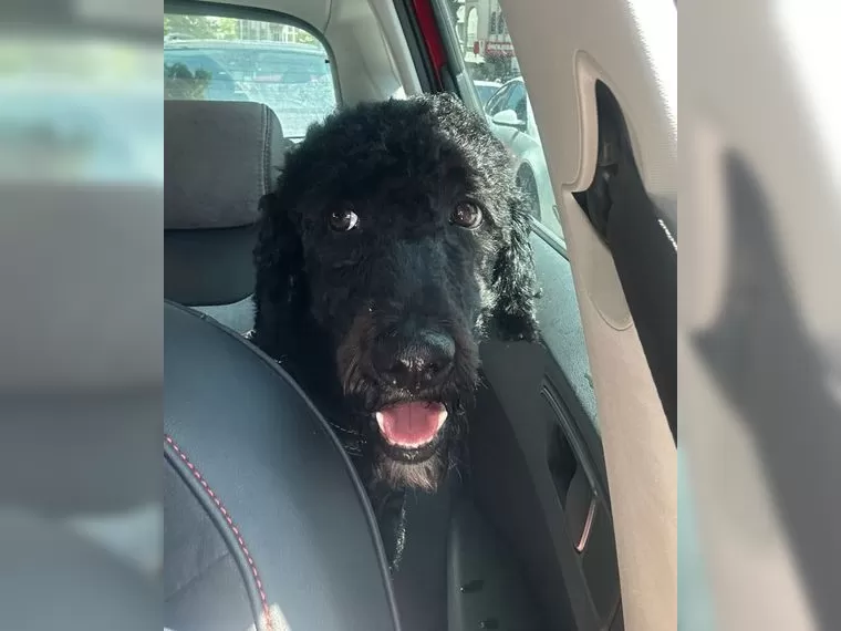 Monti