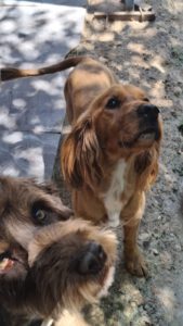 Cookie – Bild 4