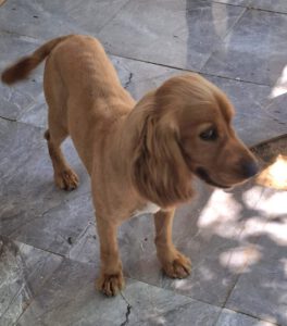 Cookie – Bild 2