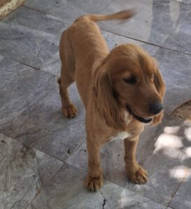Cookie – Bild 3