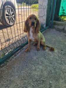 Cookie – Bild 1