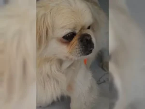 Rifki – Bild 3