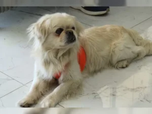 Rifki – Bild 2