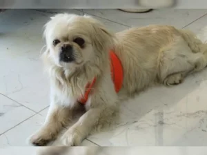 Rifki – Bild 5