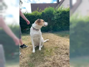 Emil – Bild 3