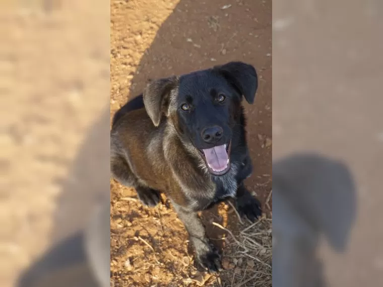 Nala