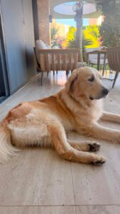 Bobo – Bild 5