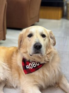Bobo – Bild 4