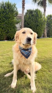 Bobo – Bild 3