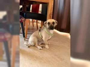 Daisy – Bild 4