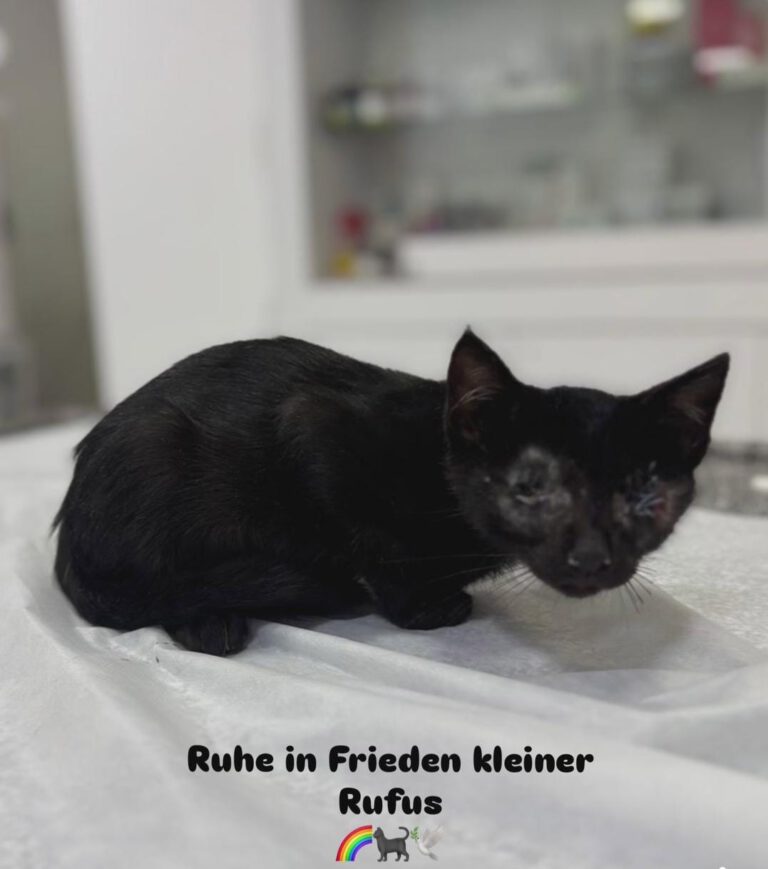 Rufus