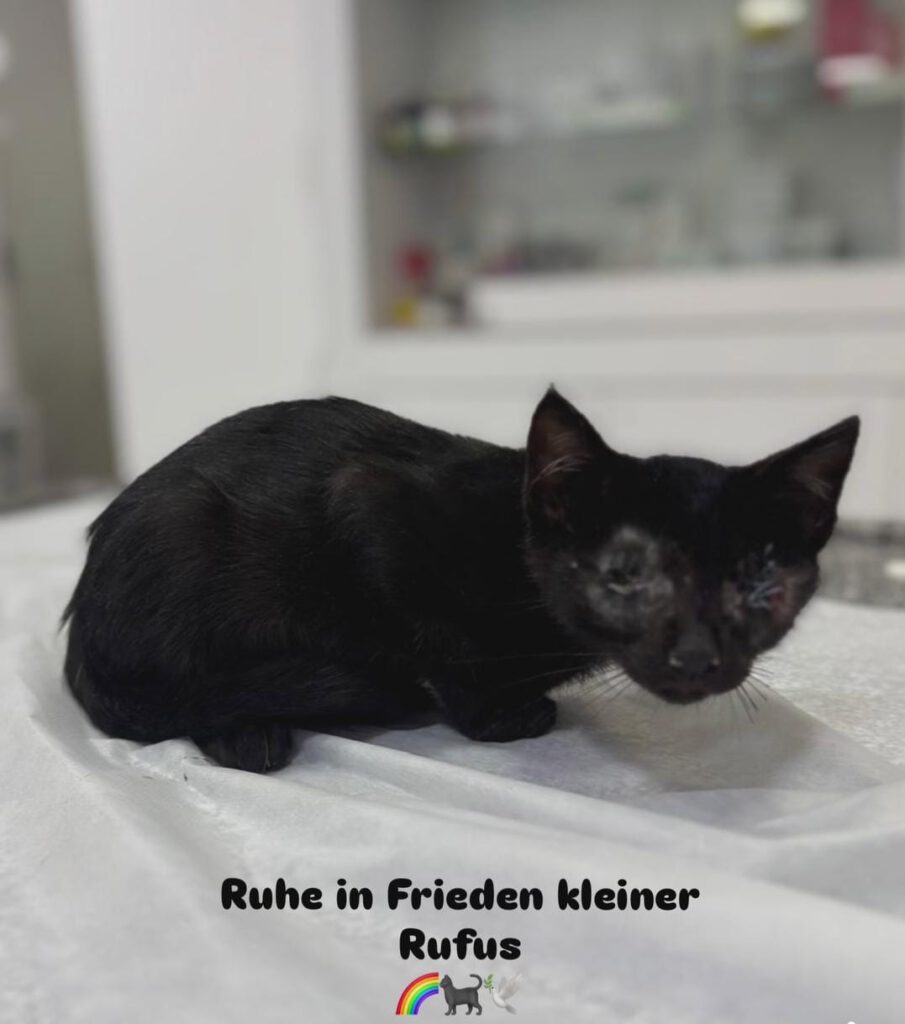 Rufus