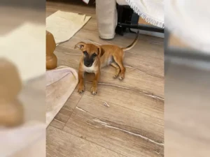 Foxy – Bild 9