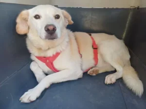 Rosalie – Bild 10
