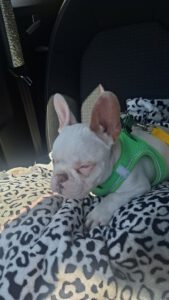 Yoda – Bild 10
