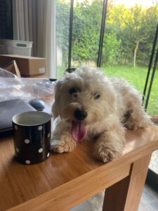 Ronja – Bild 10