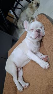 Yoda – Bild 12