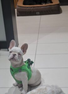 Yoda – Bild 15
