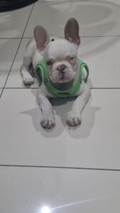 Yoda – Bild 1