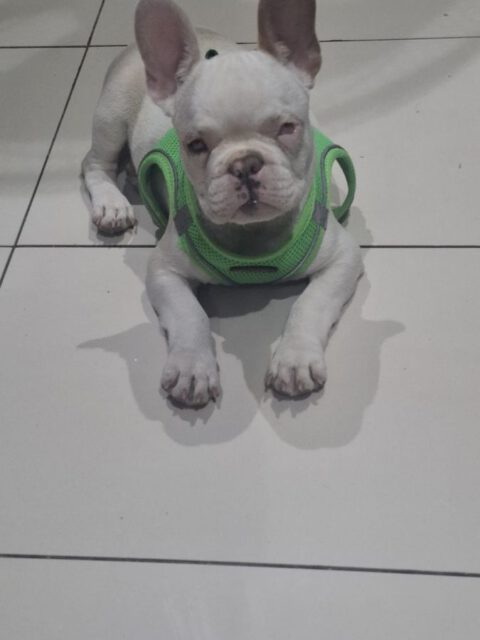 Yoda