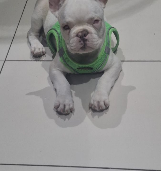 Yoda