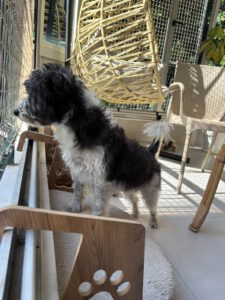 Lily – Bild 11