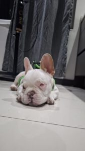 Yoda – Bild 2
