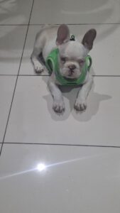 Yoda – Bild 3