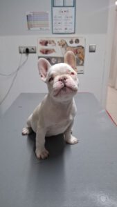 Yoda – Bild 4