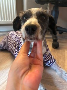 Lily – Bild 4