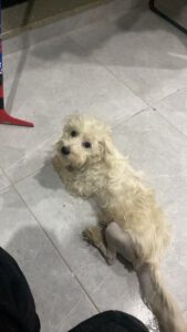 Ronja – Bild 4