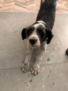 Lily – Bild 5