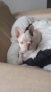 Yoda – Bild 6