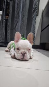 Yoda – Bild 8