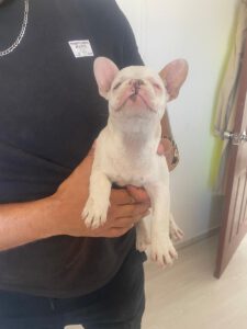 Yoda – Bild 9