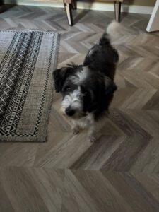 Lily – Bild 15