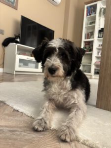 Lily – Bild 16